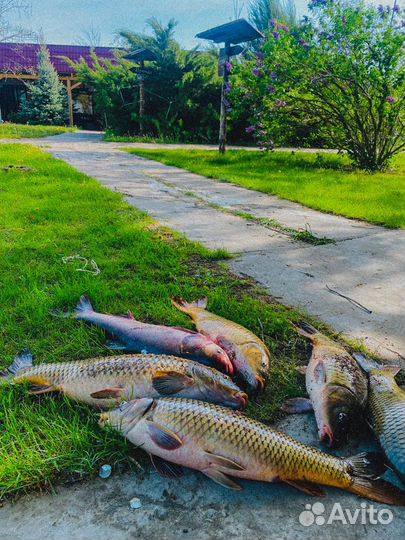 Рыбалка в Астрахани на Базе отдыха 