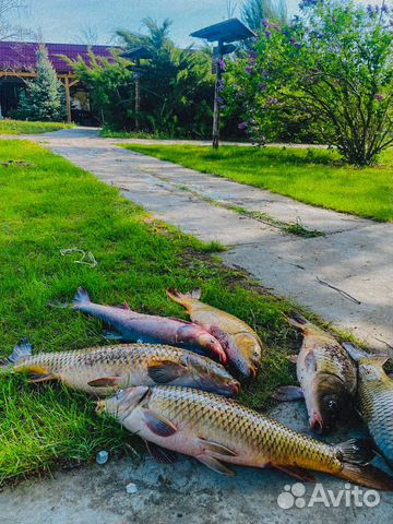 Рыбалка в Астрахани на Базе отдыха 