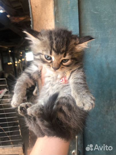 Котята в добрые руки бесплатно