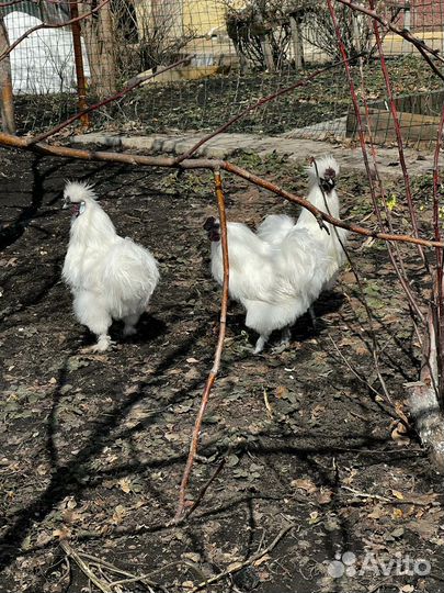 Китайские шелковые петухи