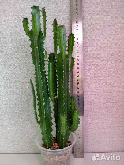 Суккуленты