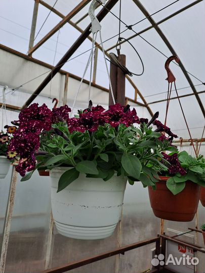 Рассада цветов :Петунья,бархатцы,рассада овощей