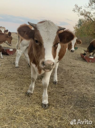 Домашние животные