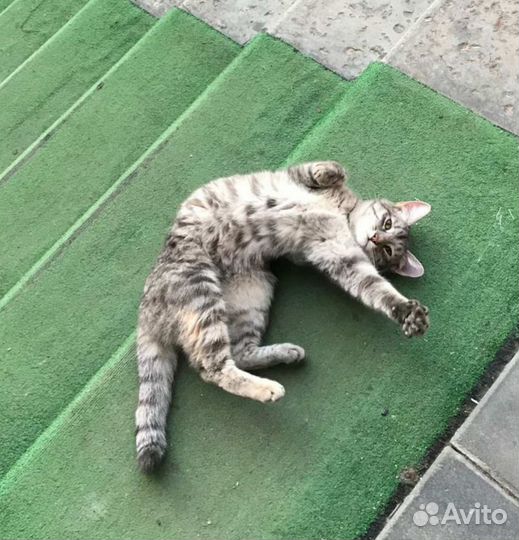 Кошка в добрые руки