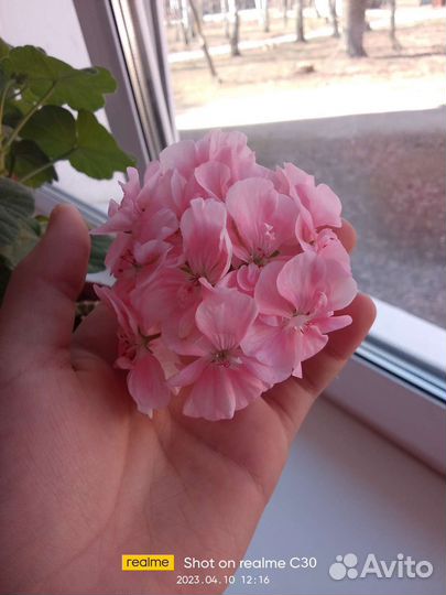 Букет архидея