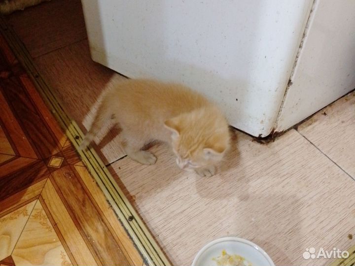 Кошки бесплатно