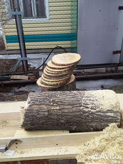 Торцевые спилы деревьев