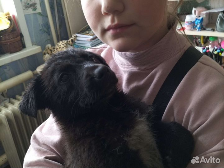 Собака в добрые руки щенок