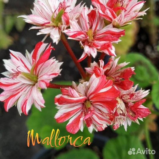 Комнатные пеларгонии