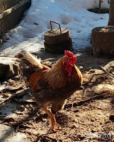 Цыплята несушки подрощенные