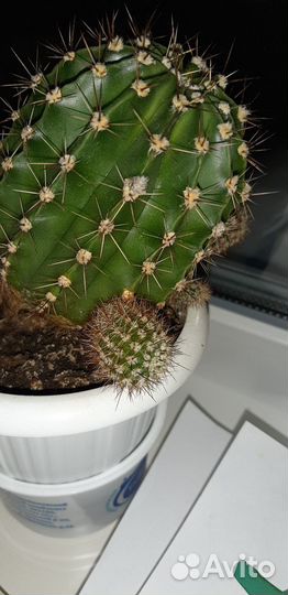 Кактус