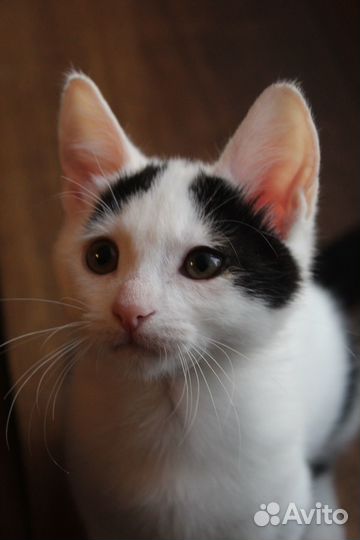 Котенок 2,5 месяца