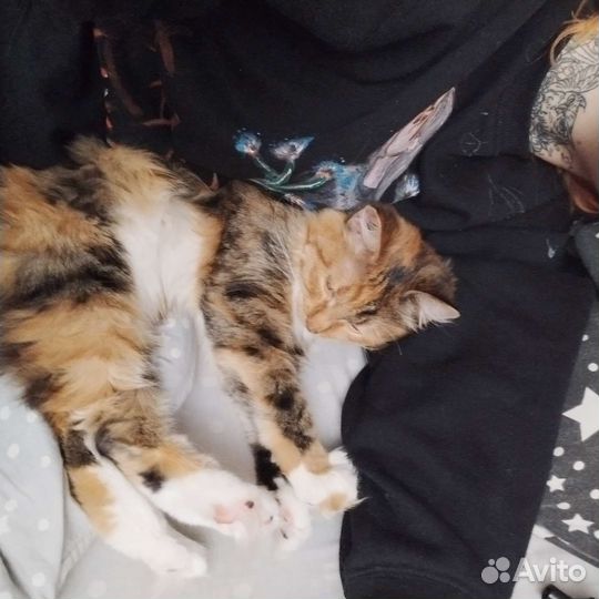 Кошка
