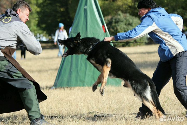 Дрессировка собак
