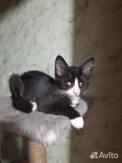 Особенный котёночек