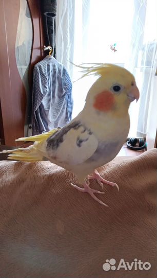 Говорящий попугай корелла с клеткой