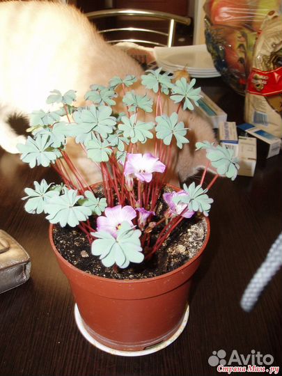 Оксалис кислица