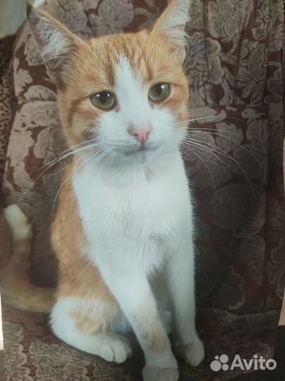 Отдадим кота в добрые руки