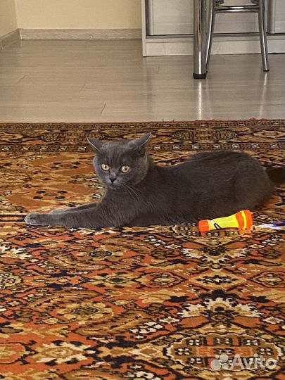 Шотландская кошка