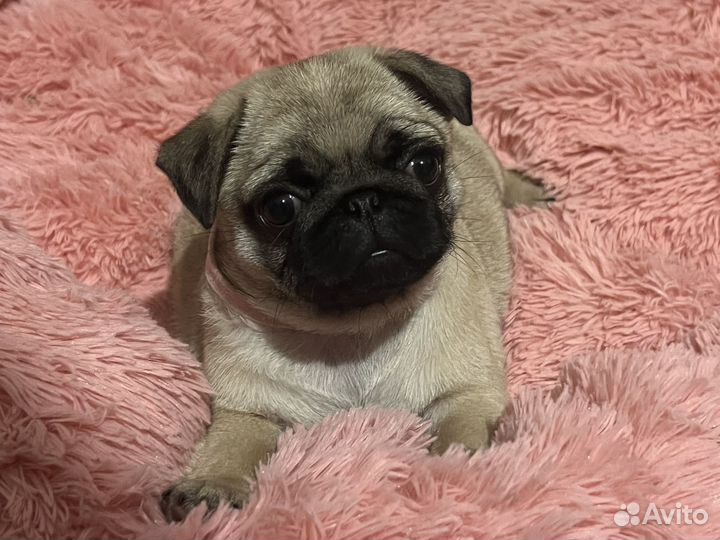 Мопс девочка РКФ