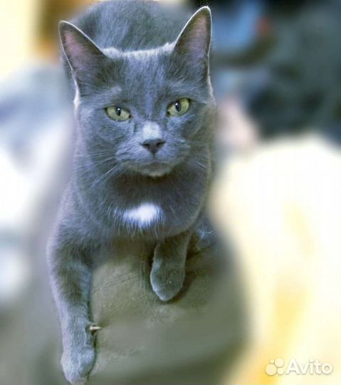 Русская голубая