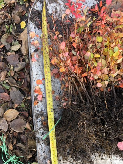 Сеянцы барбариса Тунберга, бирючины