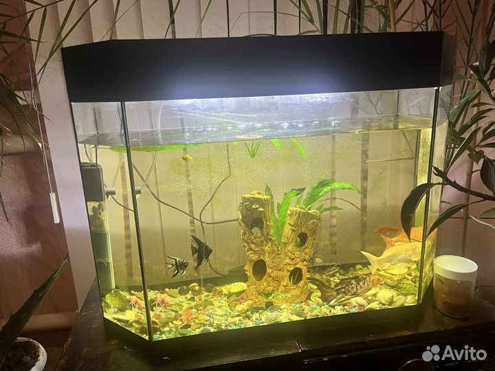 Аквариум