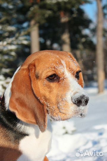 Щенки бигль