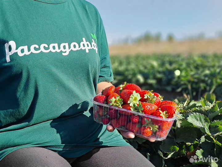 Рассада клубники. Элитные сорта