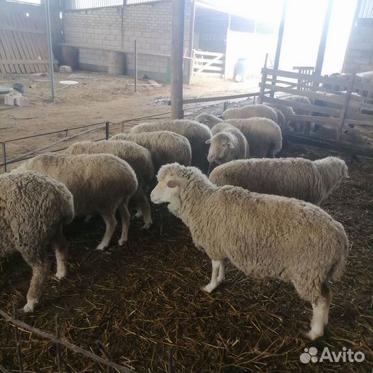 Матки и бычки