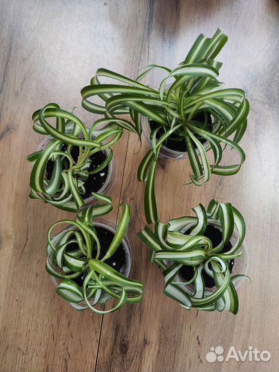 Хлорофитум кудрявый