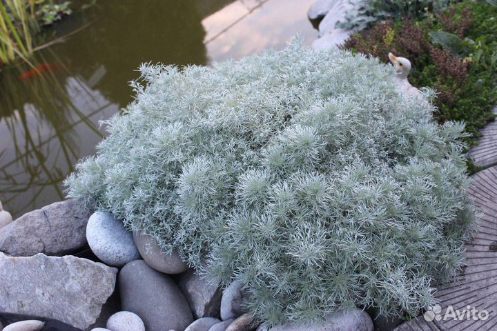 Антенария, полынь, капуста и др