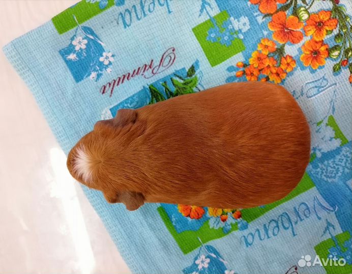 Морская свинка