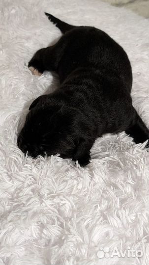 Щенки Кане-Корсо