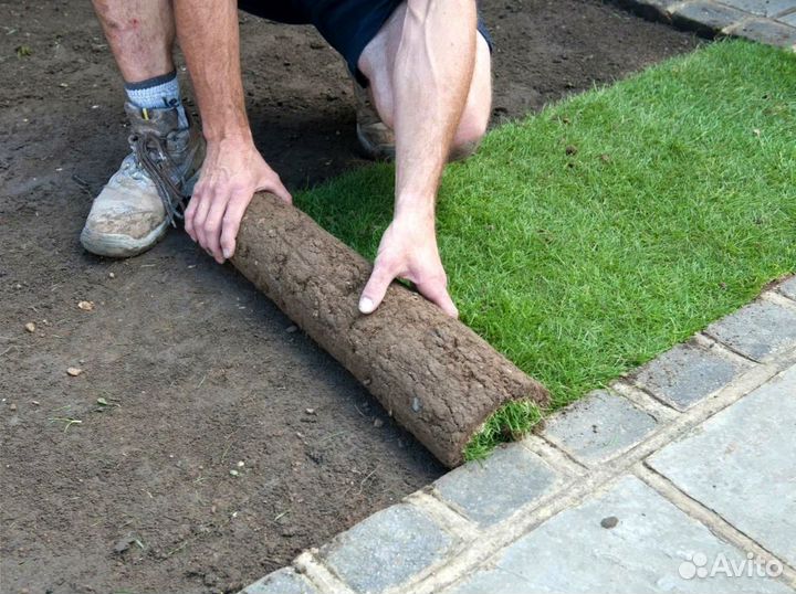 Рулонный газон с укладкой от производителя