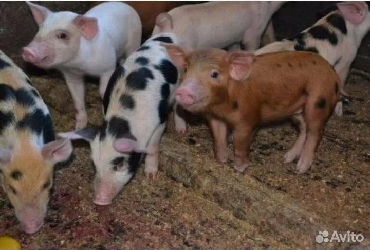 Поросенок белая крупная + дюрок