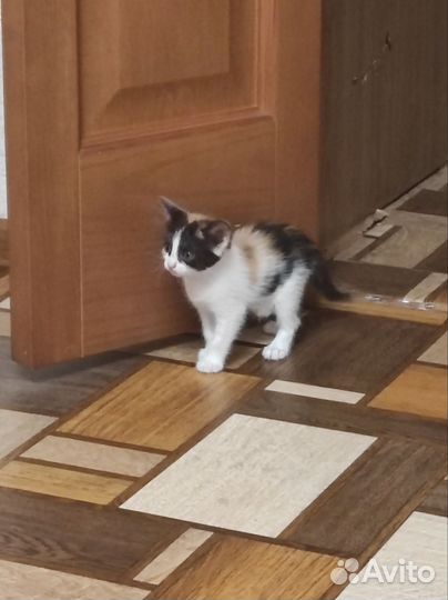 Кошки в добрые руки