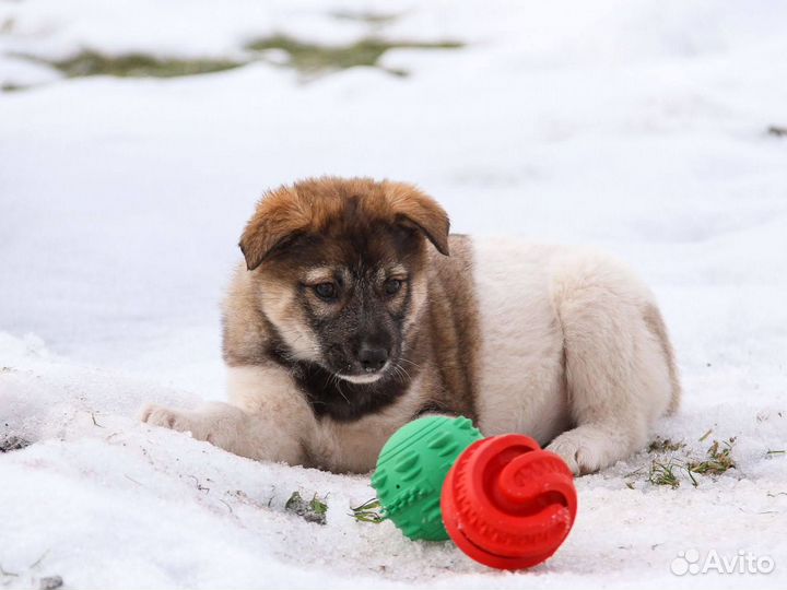 Щенок девочка 2 месяца