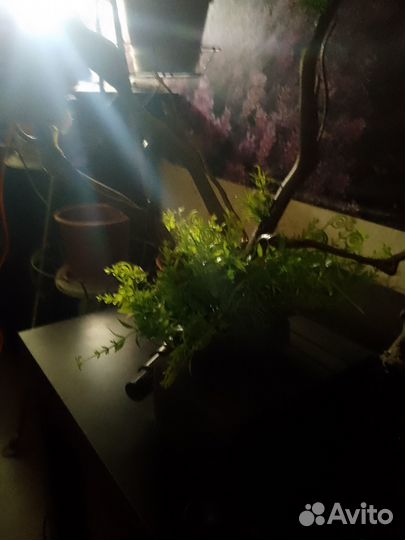 Декор дерево аквариум