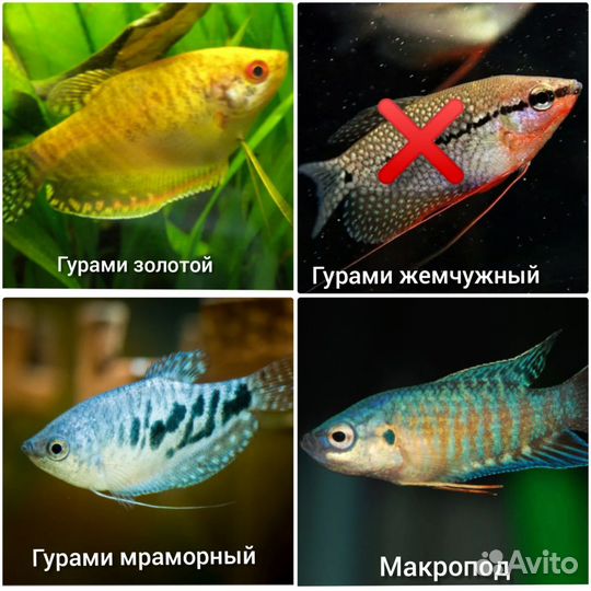Аквариумные рыбки