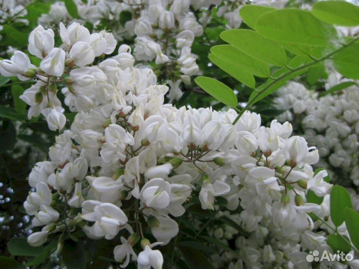 Акация Беелая