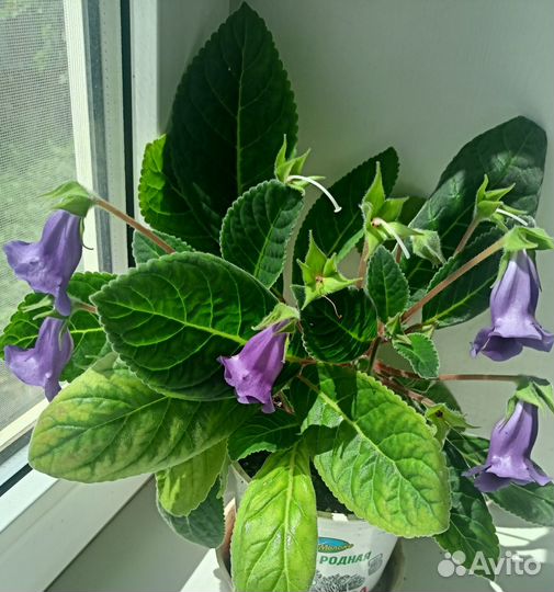 Тидея (глоксиния)