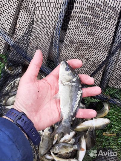 Малек карпа