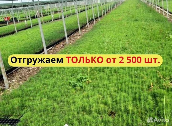 Саженцы сосны обыкновенной зкс опт