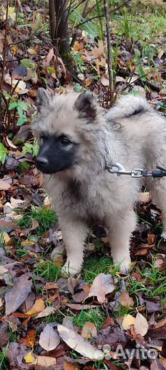 Щенок мальчик