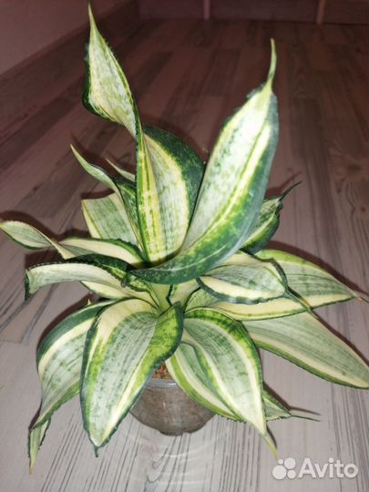 Сансевиерия Японский твистер