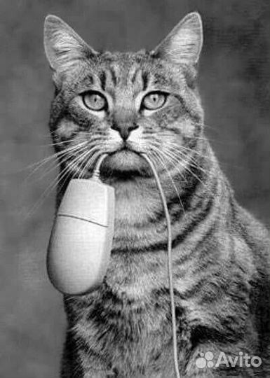 Стихи, четверостишия