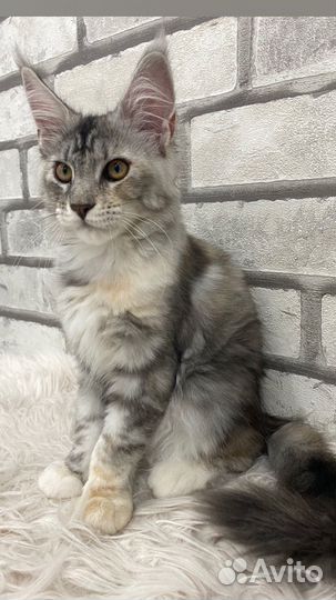 Котята мейн-кун