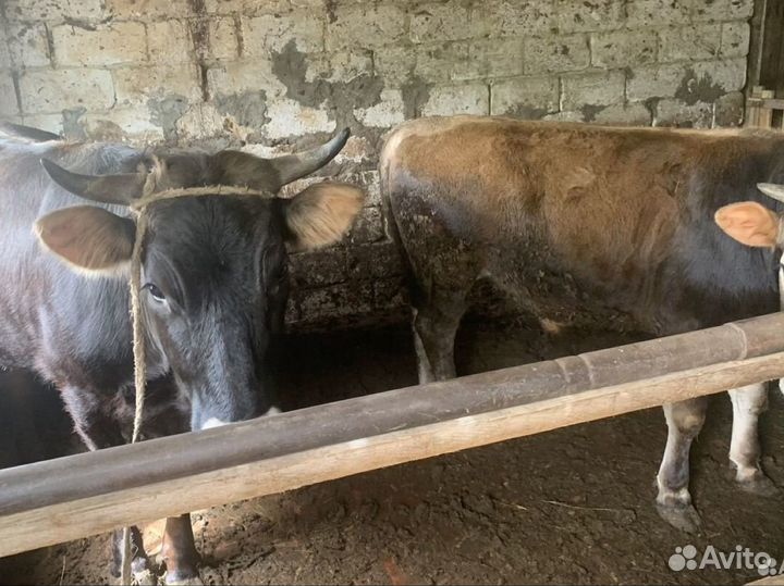 Бычок и тёлка