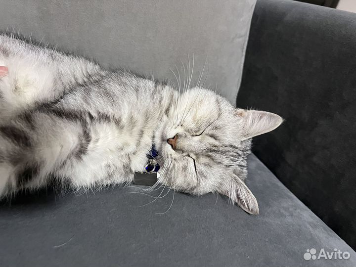 Кот на вязку